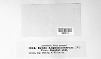 Uromyces viciae-fabae image